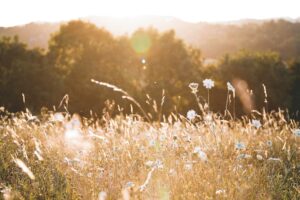 niklas_hamann-Cxjh4S2Pmt8-unsplash